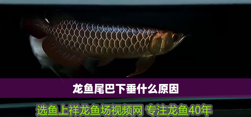 龍魚尾巴下垂什么原因 龍魚尾巴下垂什么原因 龍魚百科 第2張