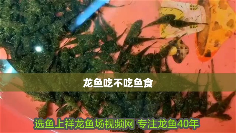 龍魚吃不吃魚食
