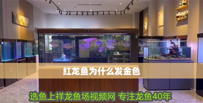 紅龍魚為什么發金色