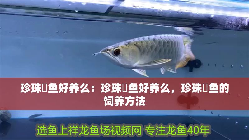 珍珠魟魚好養么：珍珠魟魚好養么，珍珠魟魚的飼養方法