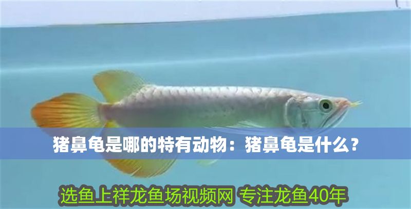 豬鼻龜是哪的特有動物：豬鼻龜是什么？