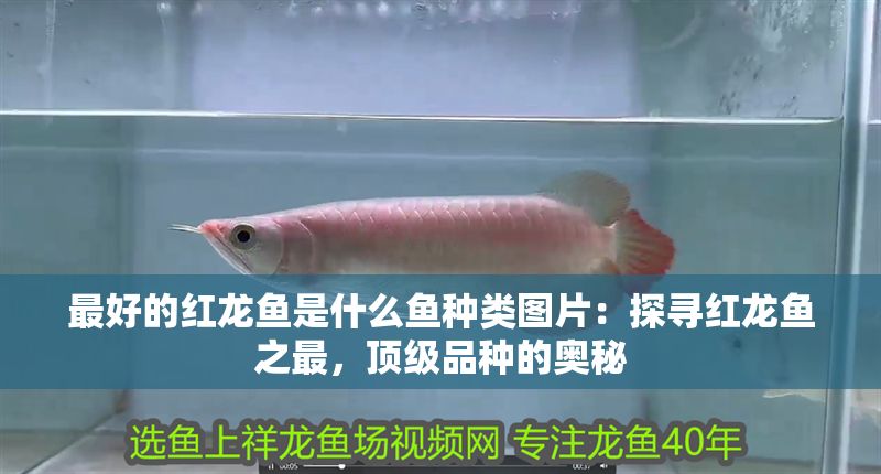 最好的紅龍魚是什么魚種類圖片：探尋紅龍魚之最，頂級品種的奧秘
