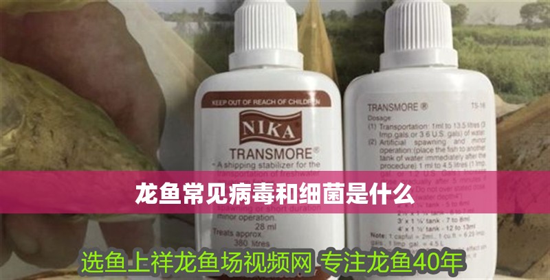 龍魚常見病毒和細菌是什么