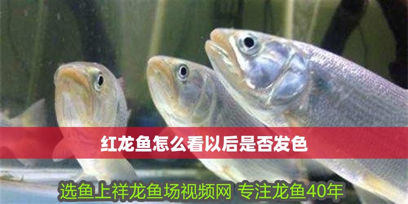 紅龍魚怎么看以后是否發(fā)色 紅龍魚怎么看以后是否發(fā)色 龍魚百科 第2張