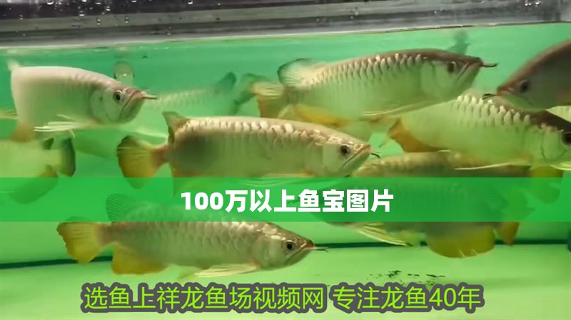 100萬以上魚寶圖片
