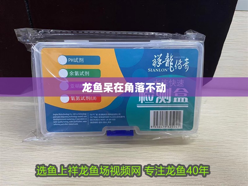 龍魚呆在角落不動