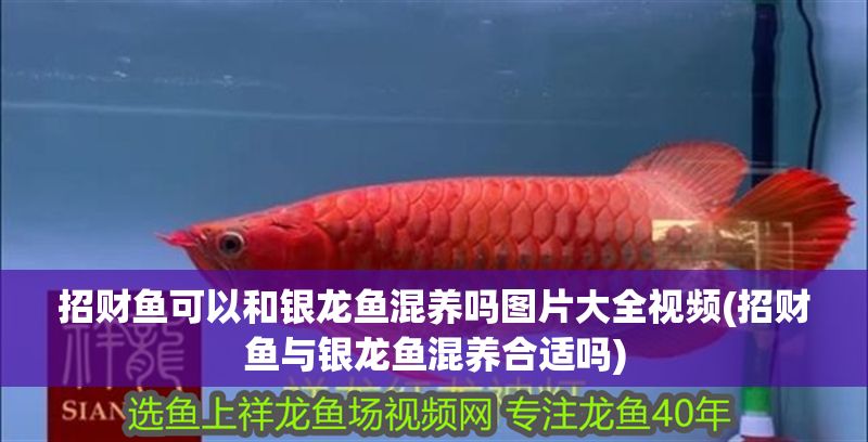 招財魚可以和銀龍魚混養嗎圖片大全視頻(招財魚與銀龍魚混養合適嗎)