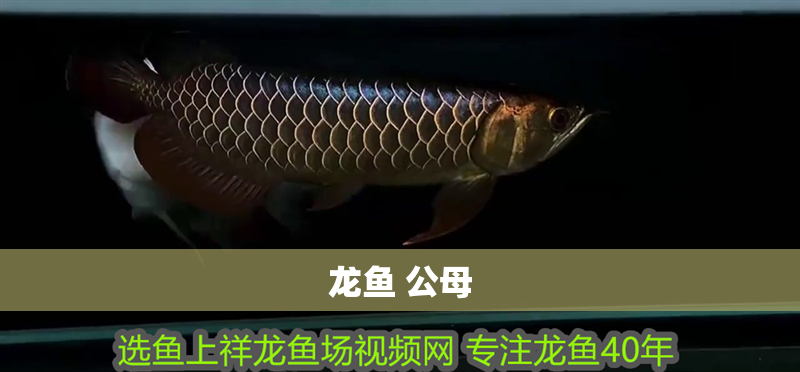 龍魚 公母 龍魚 公母 龍魚百科 第4張