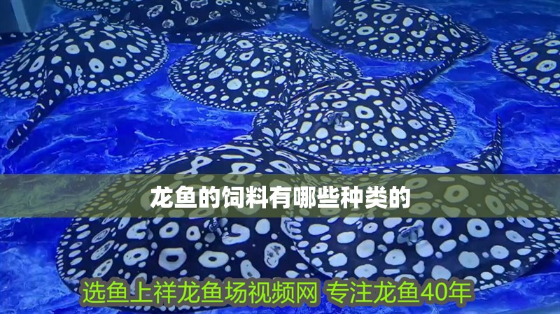 龍魚的飼料有哪些種類的