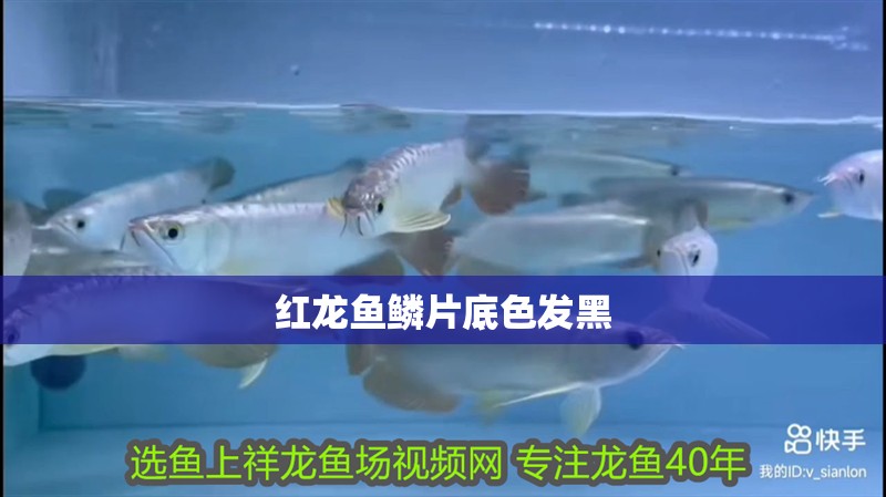 紅龍魚鱗片底色發黑