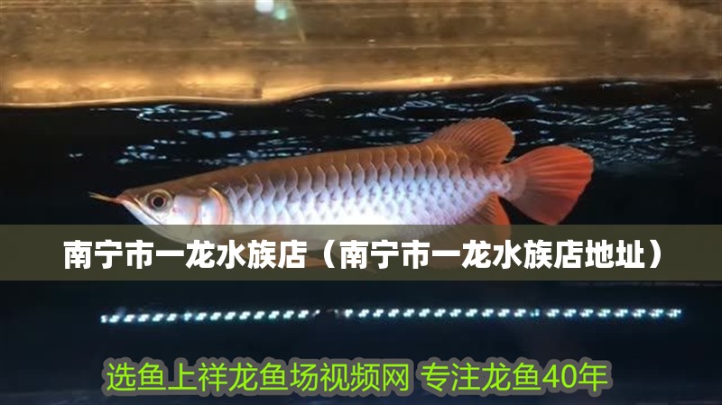 南寧市一龍水族店（南寧市一龍水族店地址） 南寧市一龍水族店（南寧市一龍水族店地址） 全國水族館企業名錄 第2張