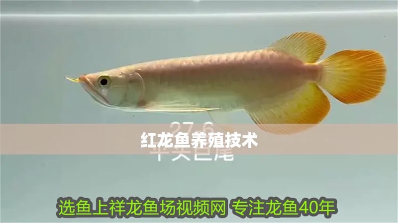 紅龍魚(yú)養(yǎng)殖技術(shù) 紅龍魚(yú)養(yǎng)殖技術(shù) 龍魚(yú)百科 第1張