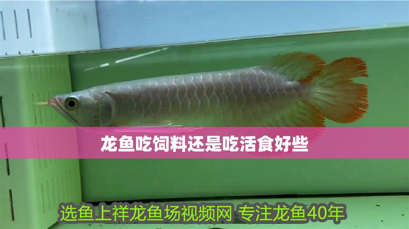 龍魚吃飼料還是吃活食好些 龍魚吃飼料還是吃活食好些 龍魚百科 第2張