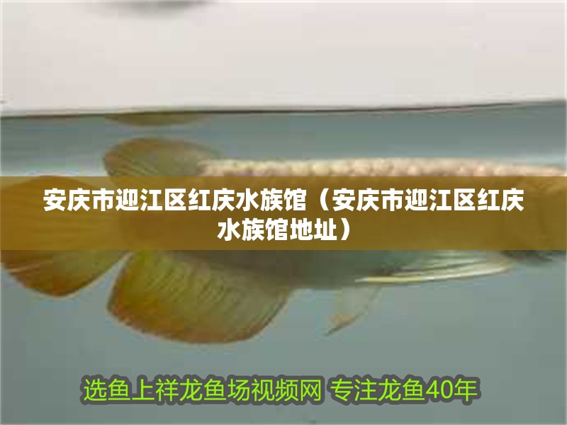 安慶市迎江區(qū)紅慶水族館（安慶市迎江區(qū)紅慶水族館地址）