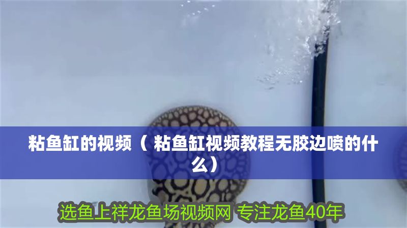 粘魚缸的視頻（ 粘魚缸視頻教程無(wú)膠邊噴的什么）