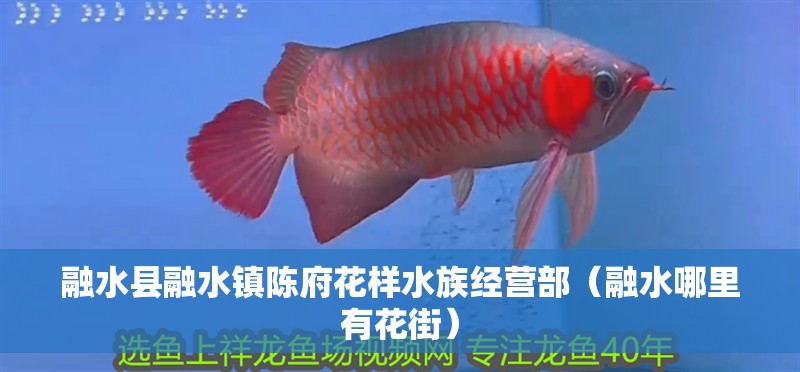 融水縣融水鎮陳府花樣水族經營部（融水哪里有花街）