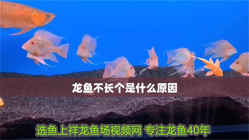 龍魚不長個是什么原因