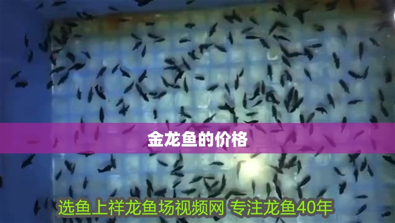金龍魚的價(jià)格