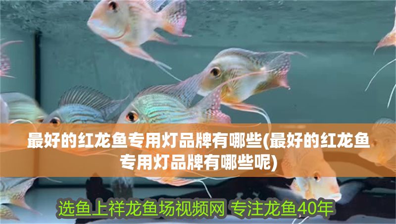 最好的紅龍魚專用燈品牌有哪些(最好的紅龍魚專用燈品牌有哪些呢)