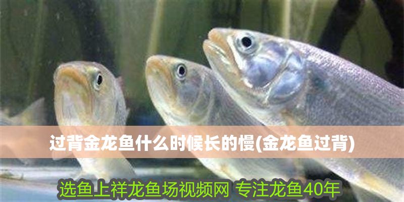 過背金龍魚什么時候長的慢(金龍魚過背)