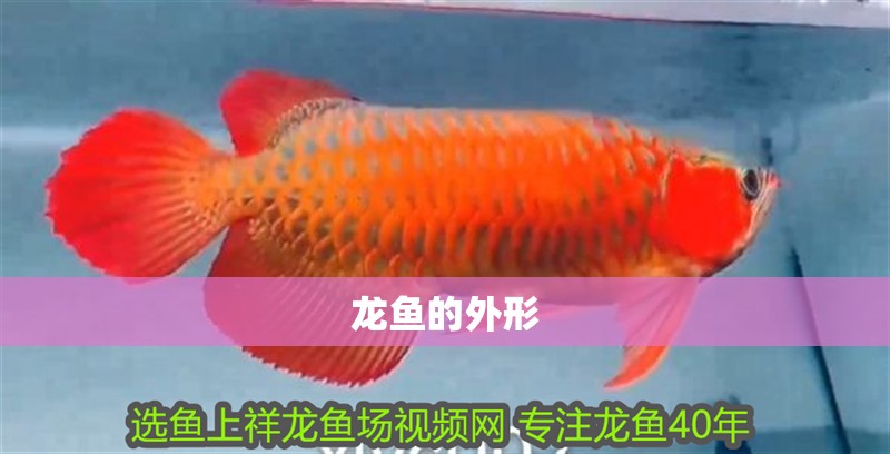 龍魚的外形
