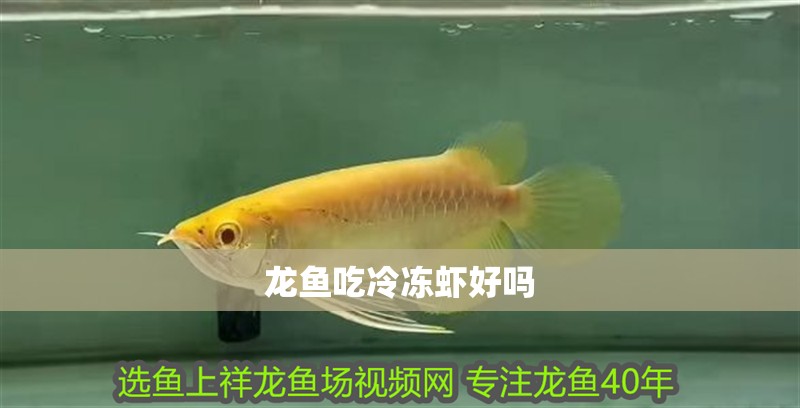 龍魚吃冷凍蝦好嗎