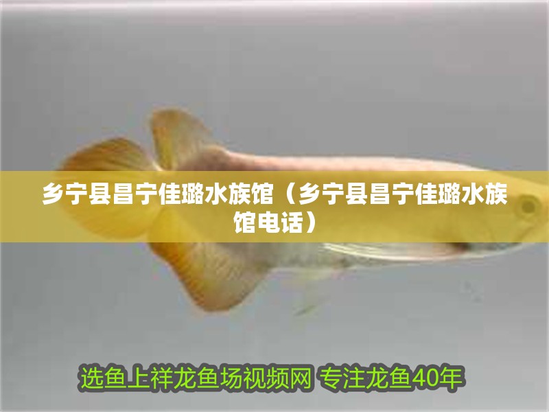 鄉寧縣昌寧佳璐水族館（鄉寧縣昌寧佳璐水族館電話）