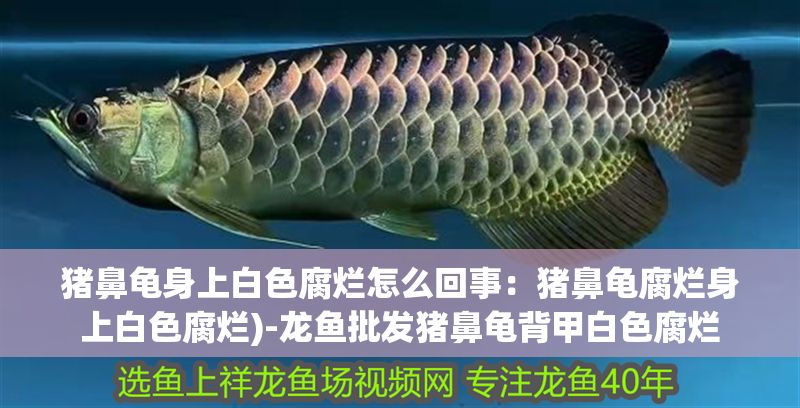 豬鼻龜身上白色腐爛怎么回事：豬鼻龜腐爛身上白色腐爛)-龍魚批發豬鼻龜背甲白色腐爛