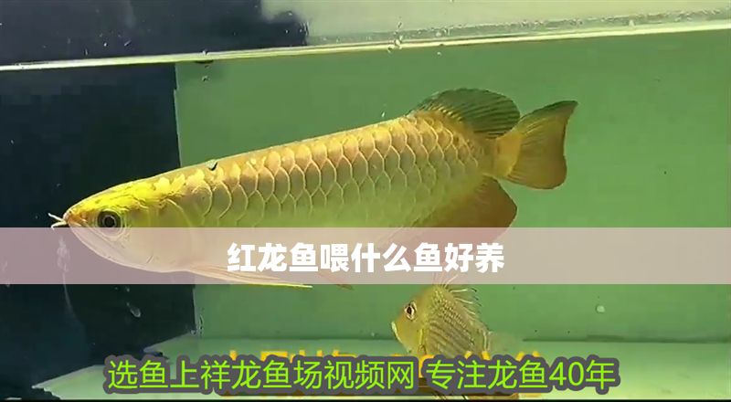 紅龍魚喂什么魚好養 紅龍魚喂什么魚好養 龍魚百科 第1張
