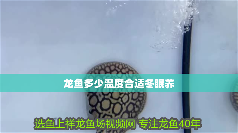龍魚多少溫度合適冬眠養