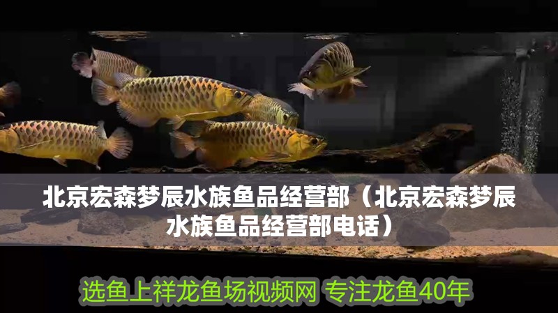 北京宏森夢辰水族魚品經(jīng)營部（北京宏森夢辰水族魚品經(jīng)營部電話）