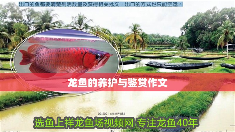 龍魚(yú)的養(yǎng)護(hù)與鑒賞作文