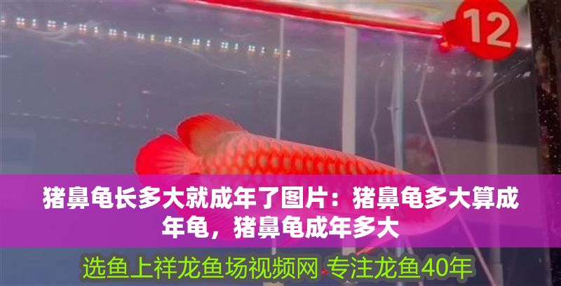 豬鼻龜長多大就成年了圖片：豬鼻龜多大算成年龜，豬鼻龜成年多大 豬鼻龜長多大就成年了圖片：豬鼻龜多大算成年龜，豬鼻龜成年多大 豬鼻龜百科 第1張