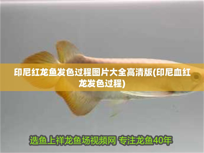 印尼紅龍魚發(fā)色過程圖片大全高清版(印尼血紅龍發(fā)色過程)