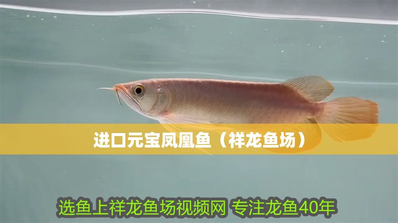 進口元寶鳳凰魚（祥龍魚場） 進口元寶鳳凰魚（祥龍魚場） 元寶鳳凰魚百科 第1張