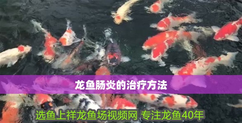 龍魚腸炎的治療方法 龍魚腸炎的治療方法 龍魚百科 第2張