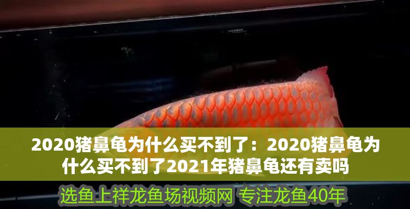 2020豬鼻龜為什么買(mǎi)不到了：2020豬鼻龜為什么買(mǎi)不到了2021年豬鼻龜還有賣(mài)嗎