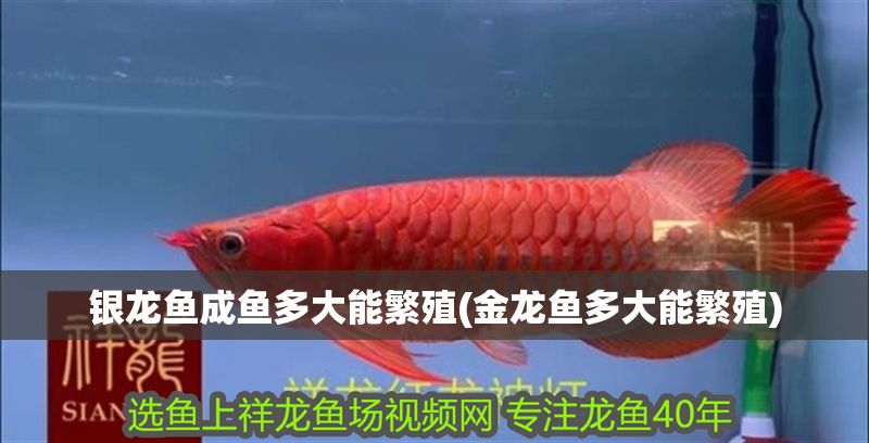 銀龍魚成魚多大能繁殖(金龍魚多大能繁殖)