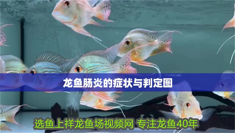 龍魚腸炎的癥狀與判定圖