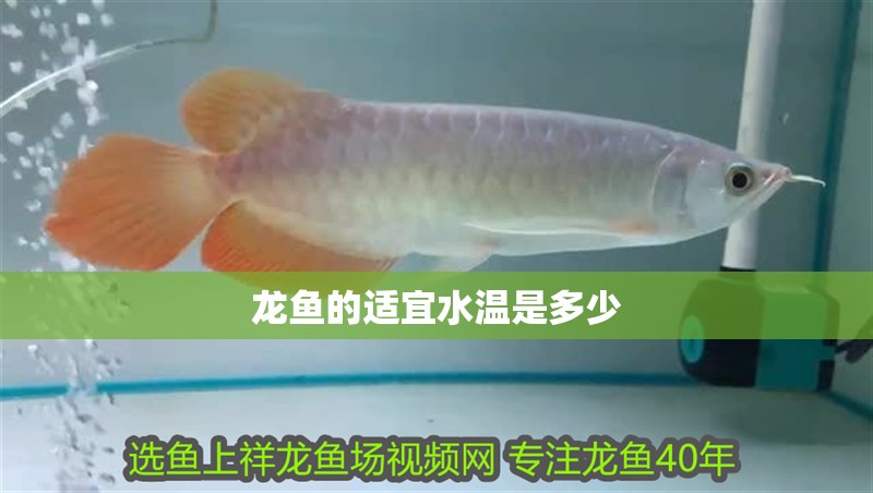 龍魚的適宜水溫是多少 龍魚的適宜水溫是多少 龍魚百科 第2張