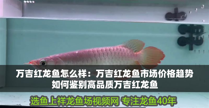 萬吉紅龍魚怎么樣：萬吉紅龍魚市場價格趨勢如何鑒別高品質萬吉紅龍魚 萬吉紅龍魚怎么樣：萬吉紅龍魚市場價格趨勢如何鑒別高品質萬吉紅龍魚 紅龍魚百科 第1張