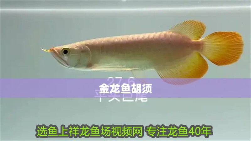 金龍魚胡須