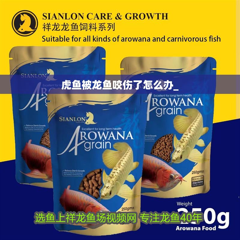 虎魚被龍魚咬傷了怎么辦_