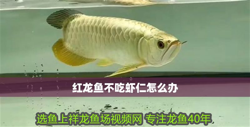 紅龍魚不吃蝦仁怎么辦