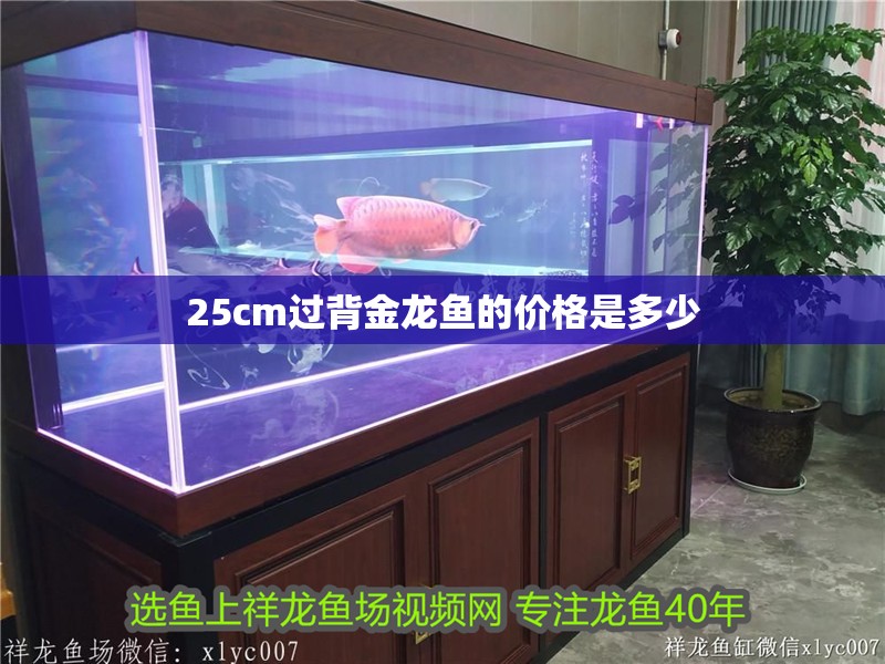 25cm過背金龍魚的價格是多少