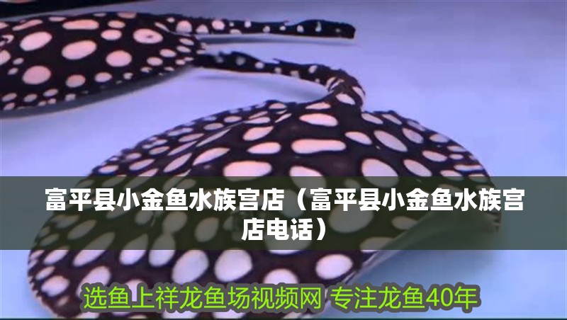 富平縣小金魚水族宮店（富平縣小金魚水族宮店電話）