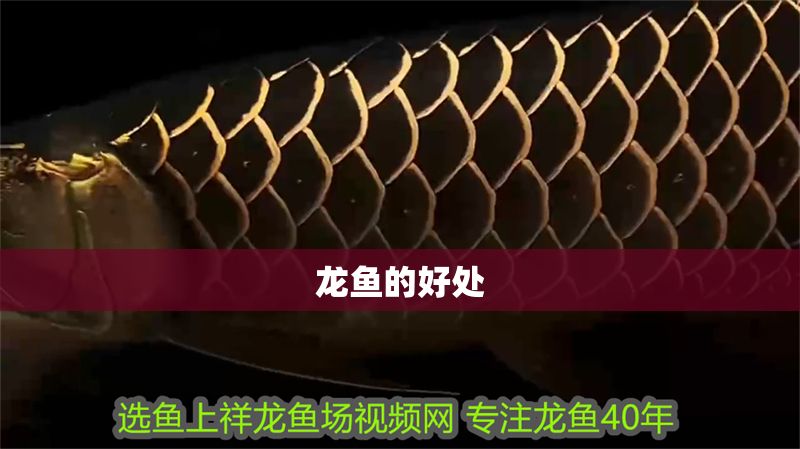 龍魚的好處 龍魚百科 第2張 龍魚的好處 龍魚的好處 龍魚百科 第2張