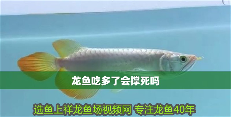 龍魚吃多了會撐死嗎 龍魚百科 第3張 龍魚吃多了會撐死嗎 龍魚吃多了會撐死嗎 龍魚百科 第3張