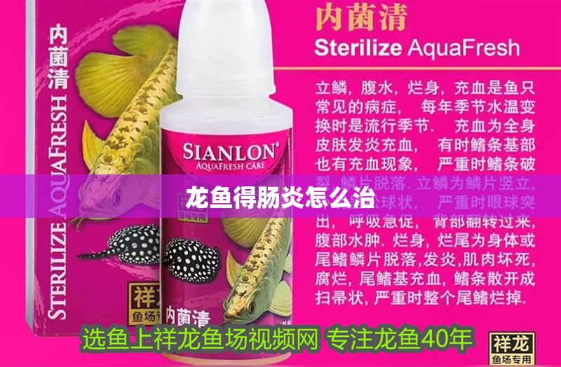 龍魚得腸炎怎么治