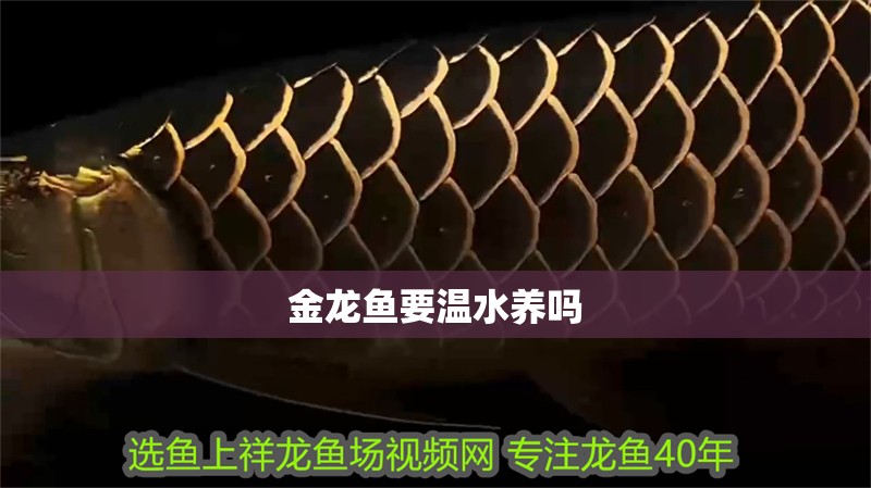 金龍魚要溫水養嗎